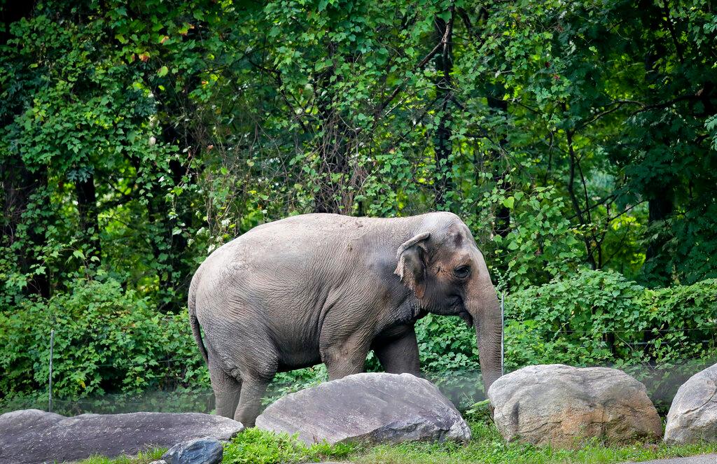 Happy the elephant at Bronx Zoo