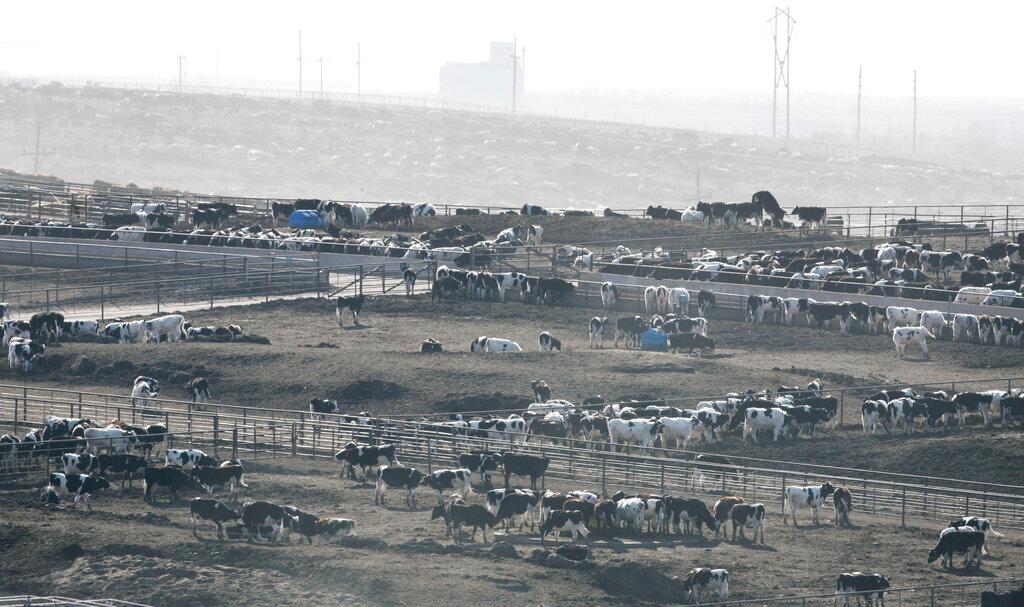 Cattle feed at a feed lot near Dodge City, Kansas