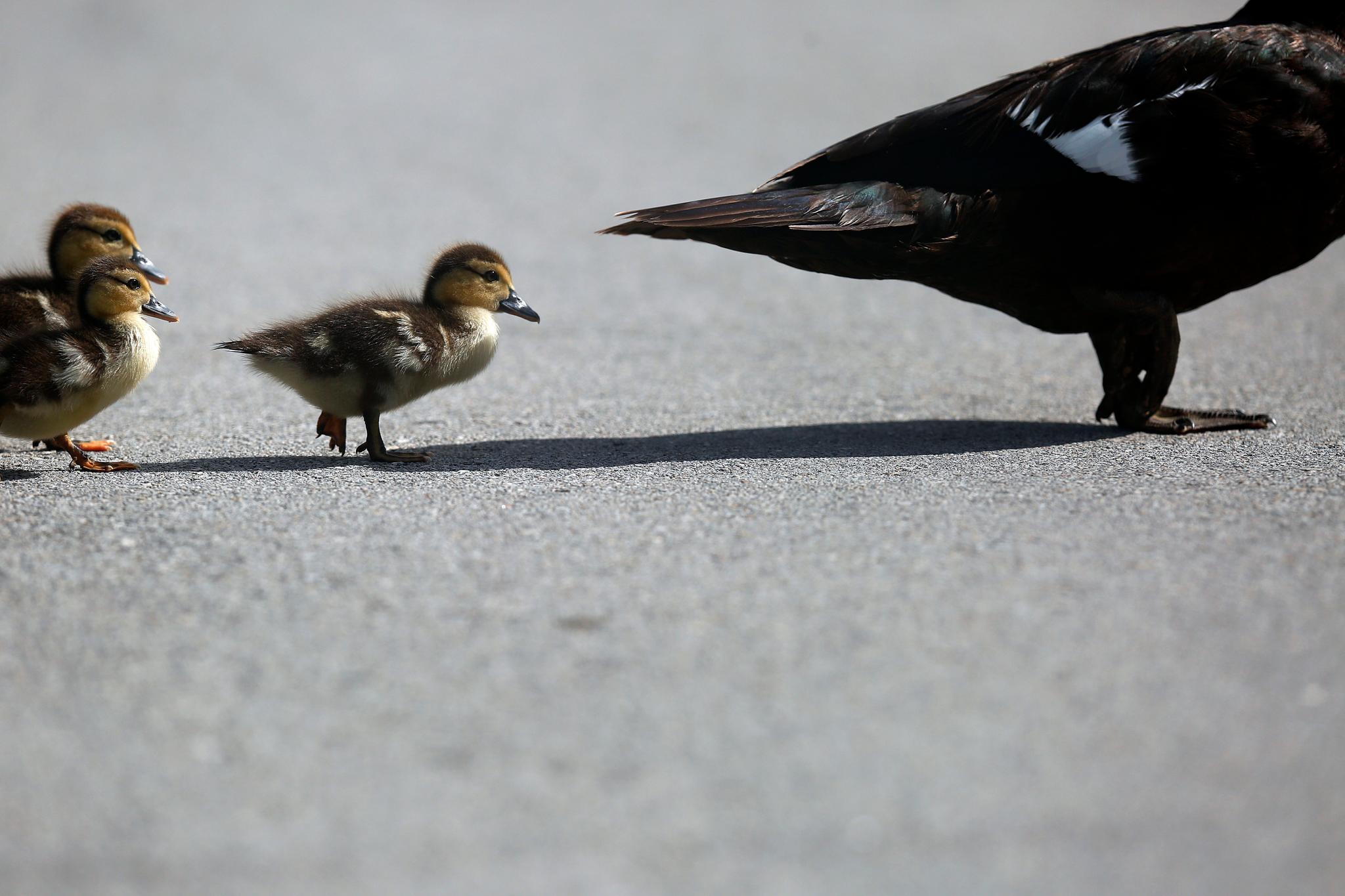 Ducklings following mother duck across street