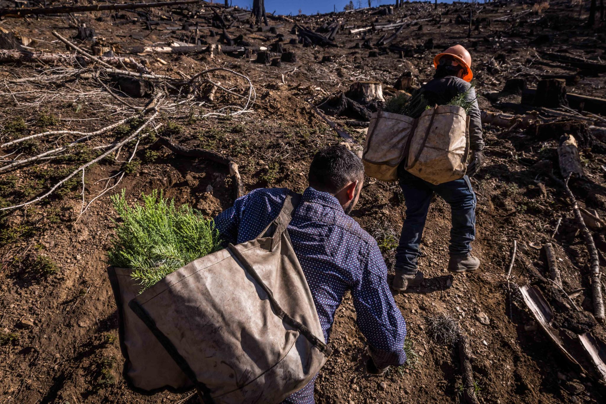  Contract workers hired by the State of California carry giant sequoia seedlings to be planted on a hillside in Mountain Home State Demonstration Forest outside Springville, Calif., on April 26, 2022.