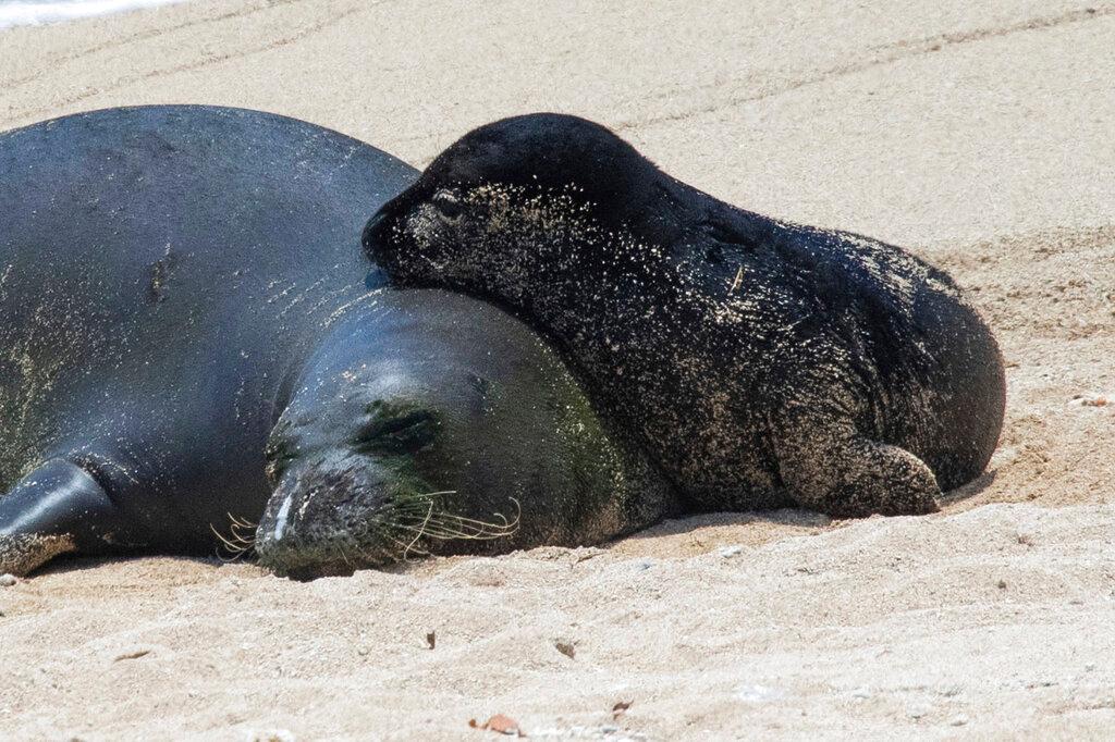 Hawaiian monk seal with pup