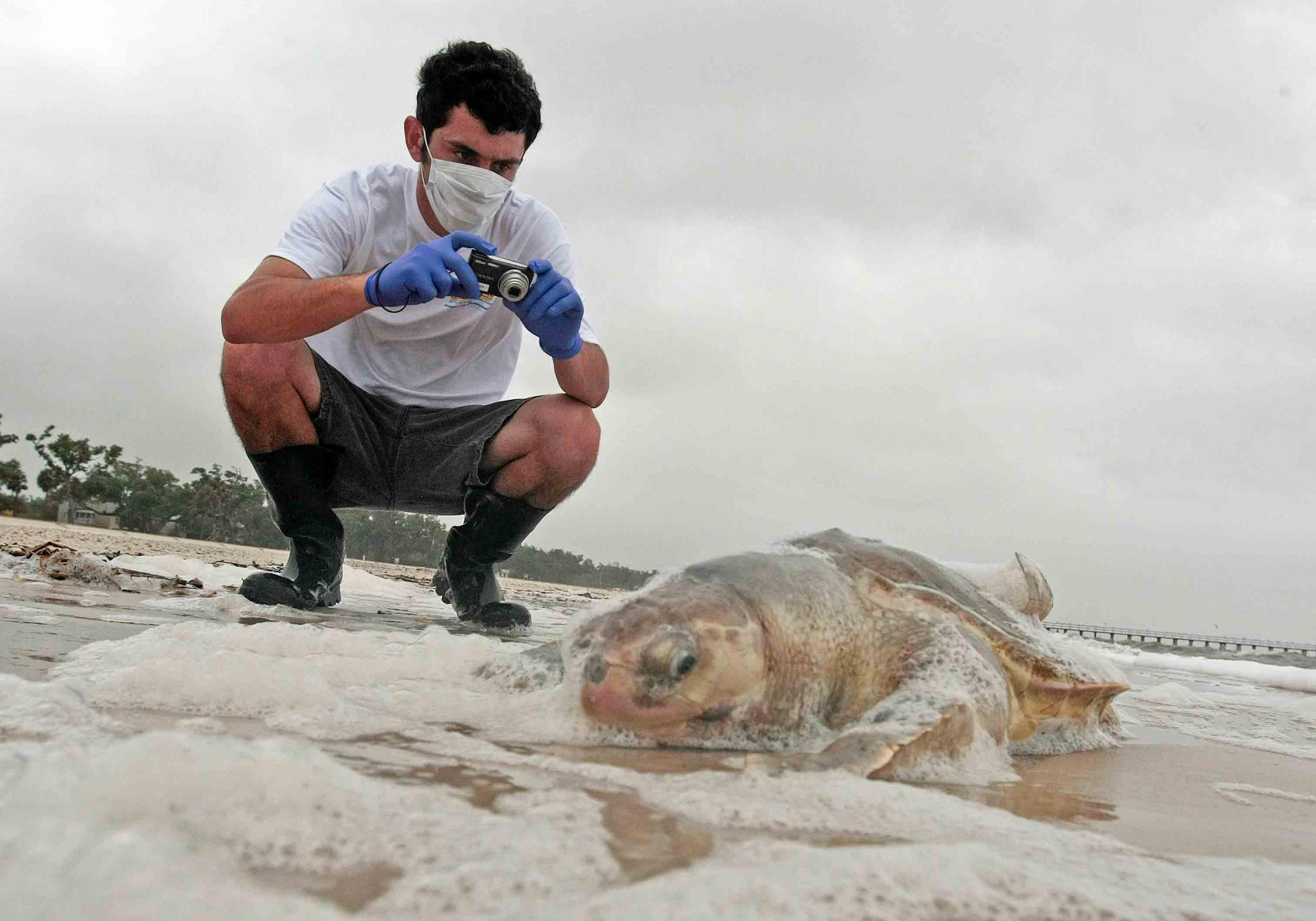 In this May 2, 2010 photo, Institute of Marine Mammal Sciences researcher Justin Main takes photographs of a dead sea turtle on the beach in Pass Christian, Miss. Beach crews have found the first sea turtle nest on the Mississippi mainland in four years.