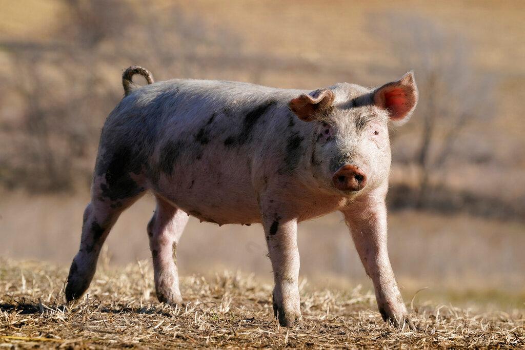 A hog walks in a pasture on a farm near Elliott, Iowa