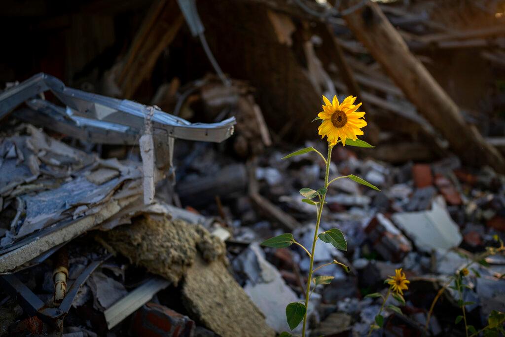 Sunflowers grow amidst the rubble of Vladimir's house after being bombed by Russians in Chernihiv, Ukraine