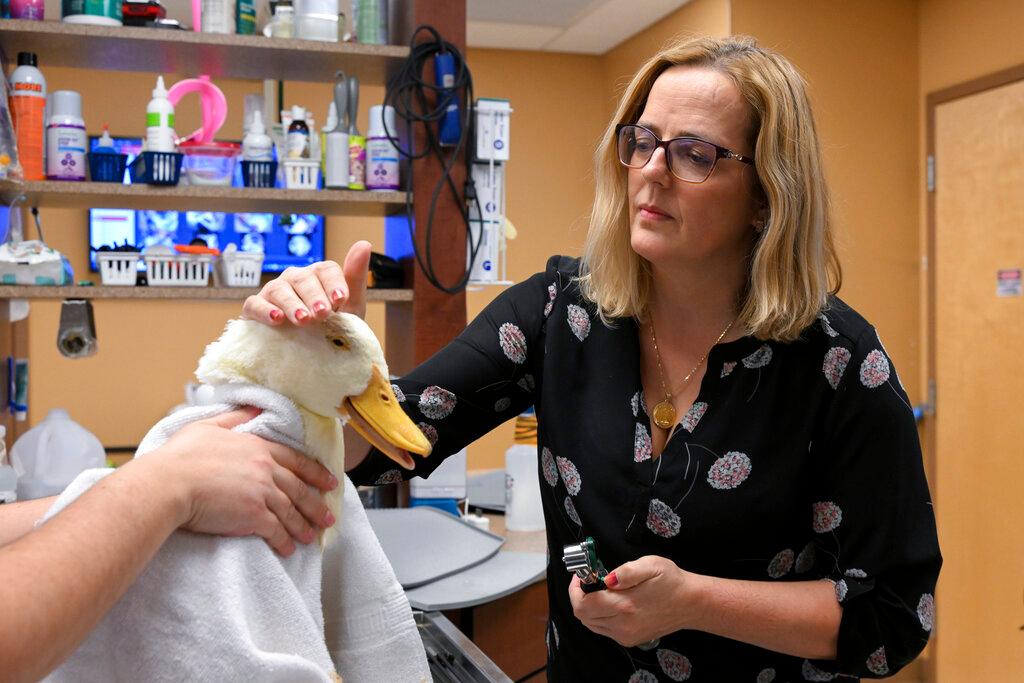 Doctor examines a rescued Pekin Duck