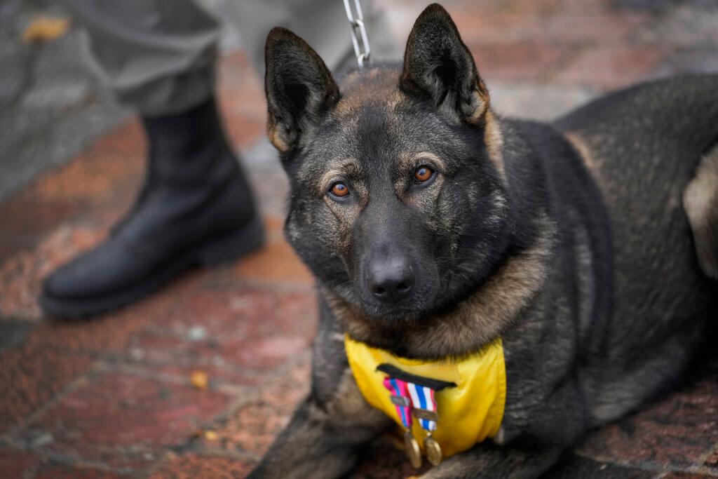 Image of dog looking into camera with medals of honor around neck