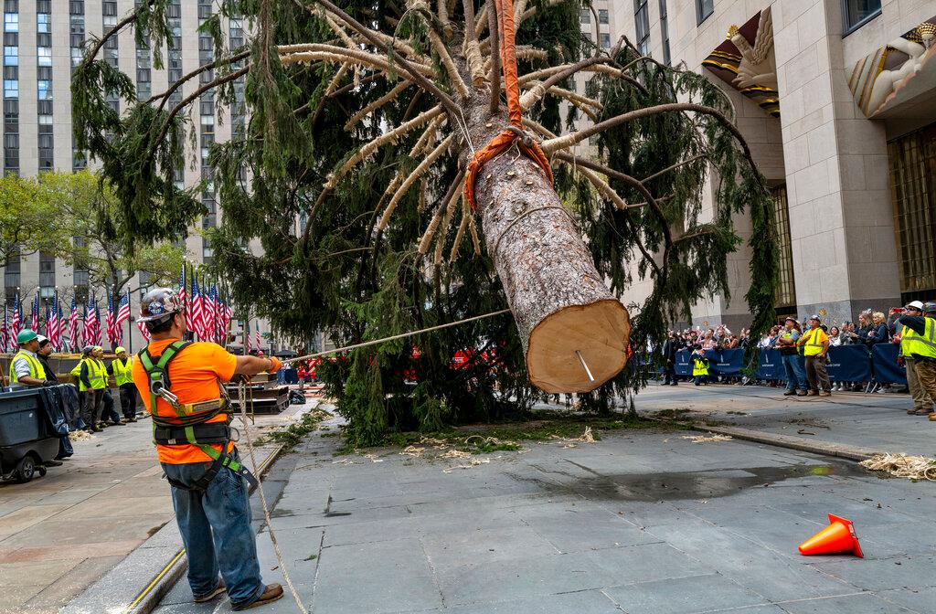 Workers steady the 2022 Rockefeller Center Christmas tree as a crane lifts the donated tree into place 