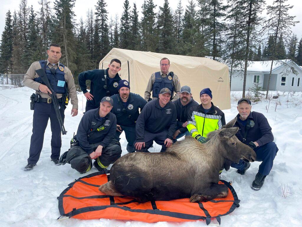 In this image provided by Central Emergency Services for the Kenai Peninsula Borough, firefighters from Central Emergency Services with personnel from the Alaska Wildlife Troopers and Alaska Department of Fish and Game pose with a moose.