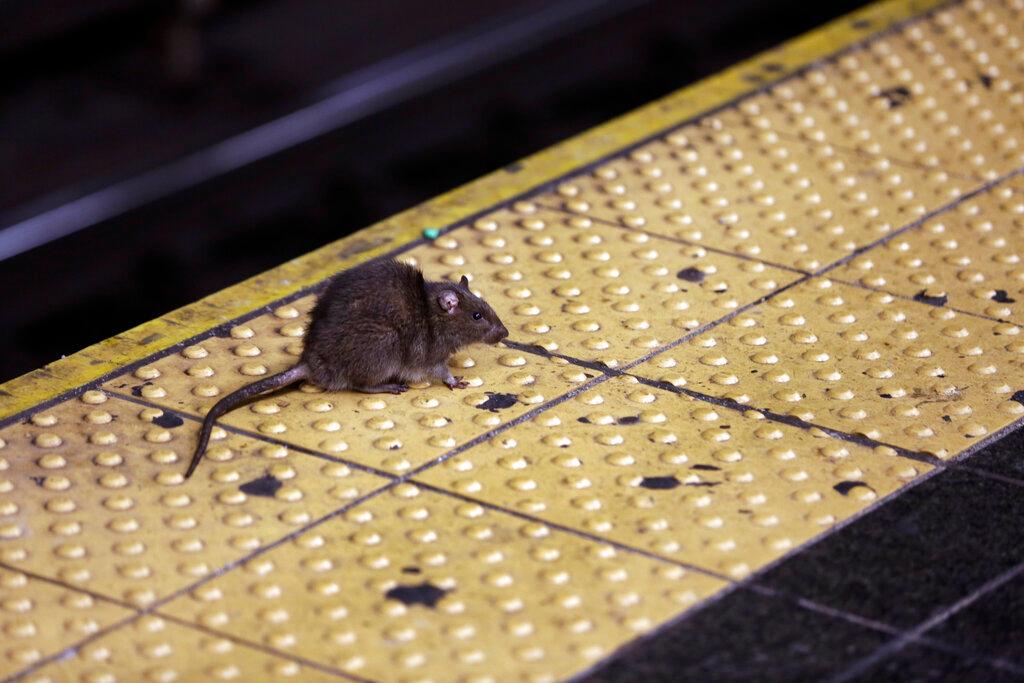 A rat crosses a Times Square subway platform in New York on Jan. 27, 2015. New York City Mayor Eric Adams' administration posted a job listing this week seeking someone to lead the city's long-running battle against rats. The official job title is “director of rodent mitigation,” though it was promptly dubbed the rat czar. Salary range is $120,000 to $170,000.