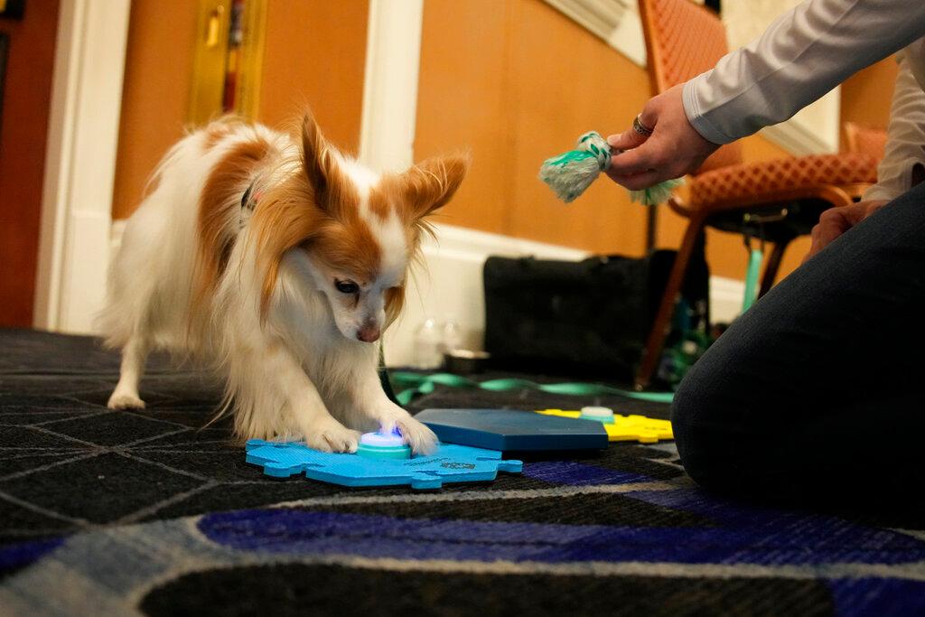 "Ducky" demonstrates FluentPet dog communication buttons