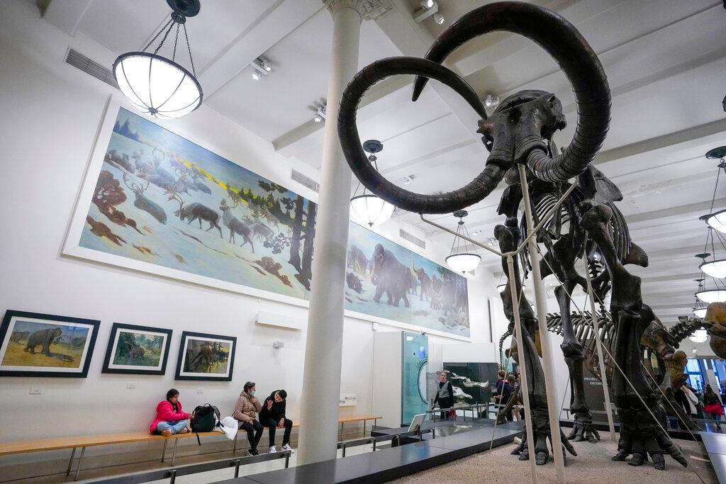 A skeleton of Mammuthus, the mammoth, is on display at the American Museum of Natural History.