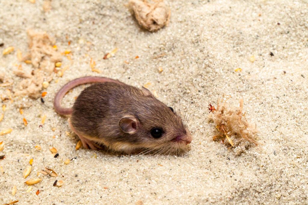 Pacific pocket mouse named Sir Patrick Stewart