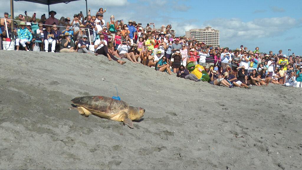 A loggerhead sea turtle named Rocky was released into the Atlantic Ocean on Wednesday, Feb. 15, 2023 in Juno Beach, Fla after spending six weeks rehabbing at Loggerhead Marinelife Center. Wednesday morning's event marked the first public sea turtle release from the Juno Beach center since 2021.