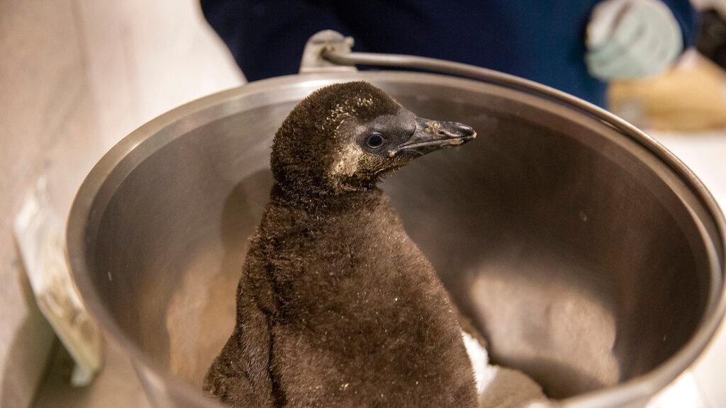 Penguin "43," one of the African penguin chicks recently born to parents Mojo and Lemieux at the OdySea Aquarium in Scottsdale, Ariz.