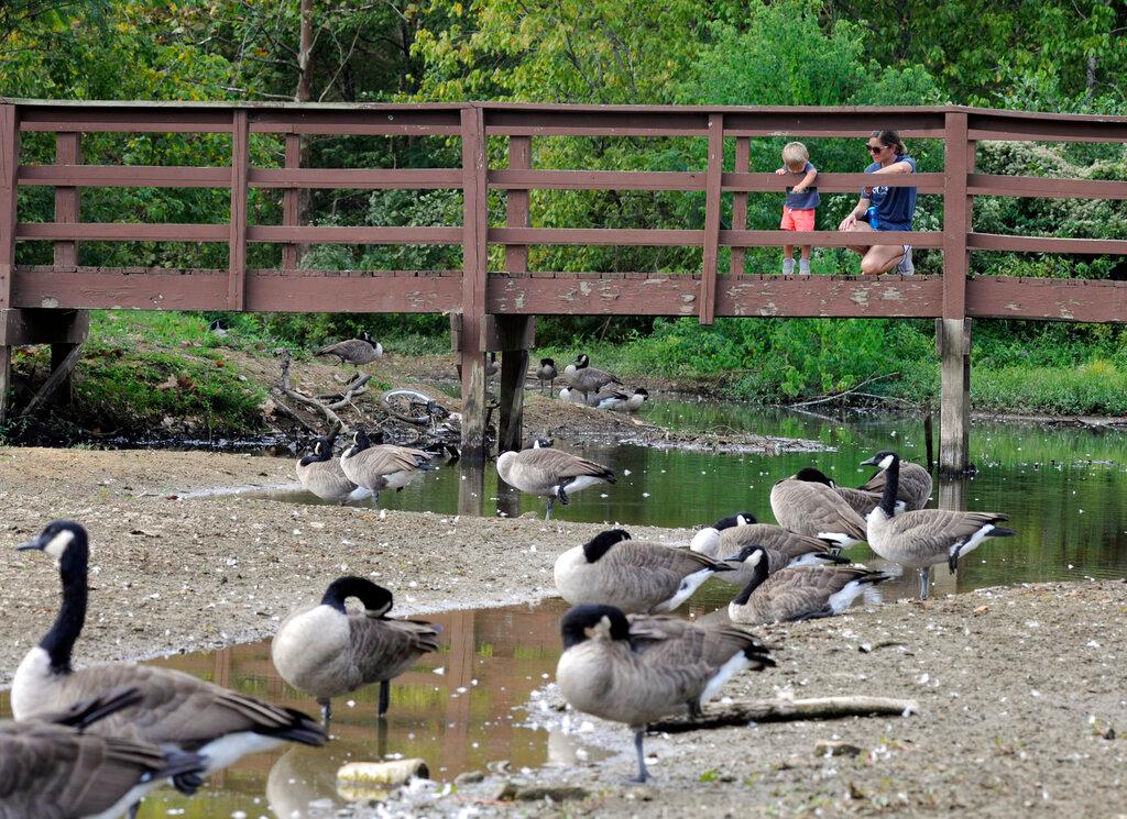 Geese in nearly dry river, people observe from bridge