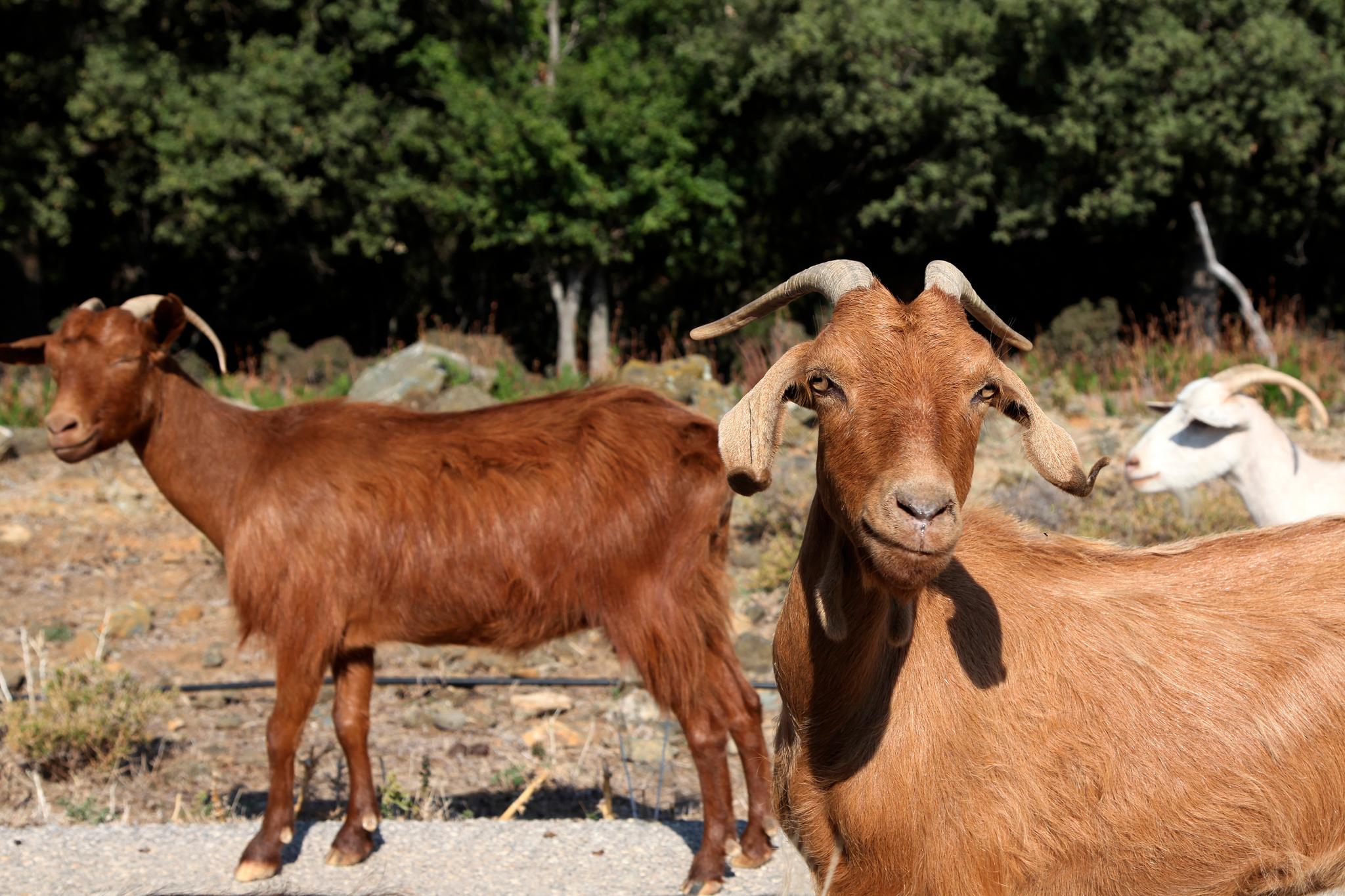 Goats on Samothraki Island