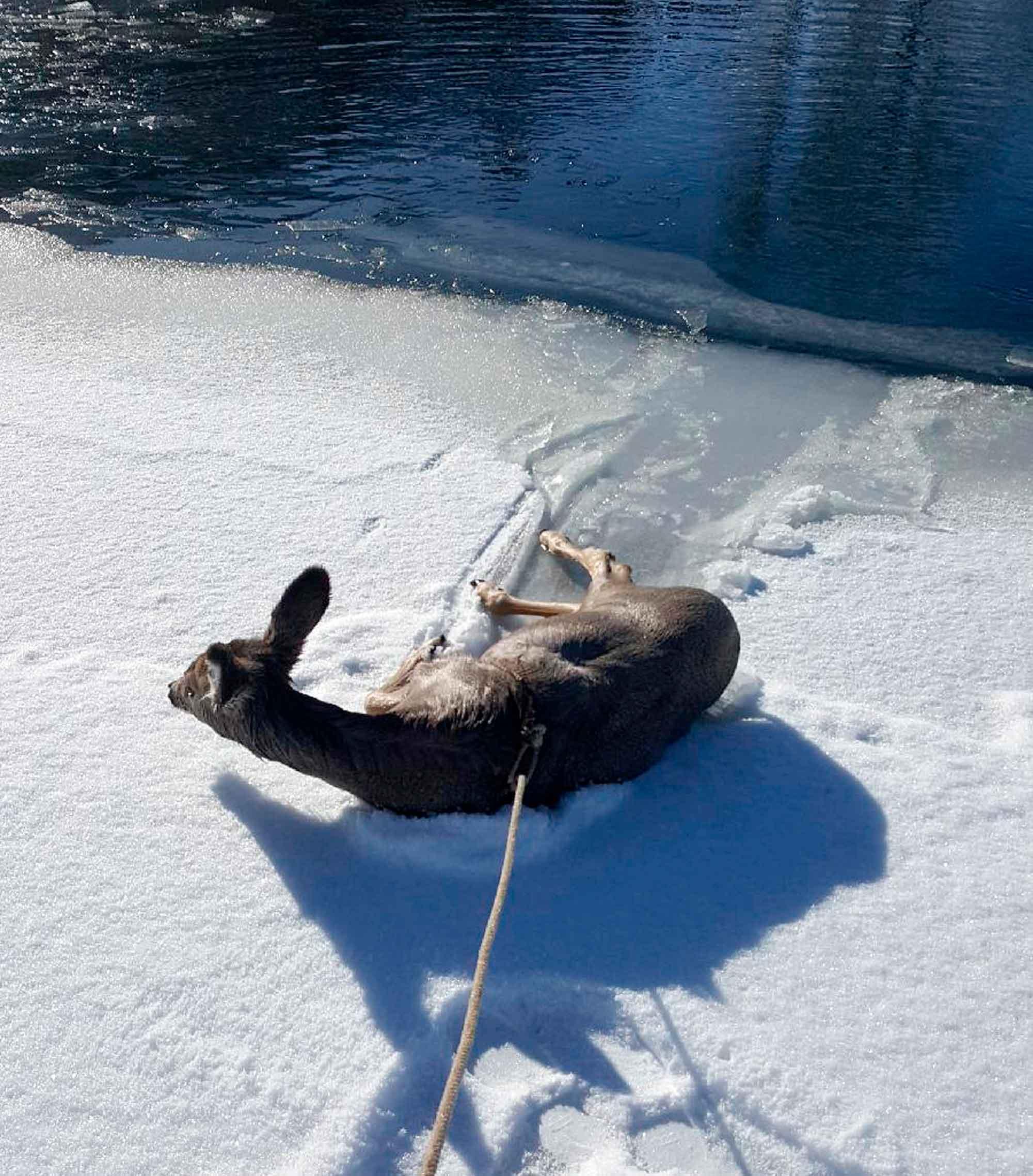 Deer being pulled from pond