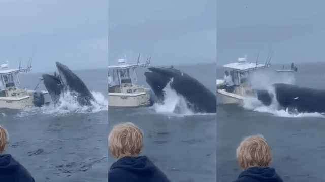 Whale breaching out of water and landing on the boat