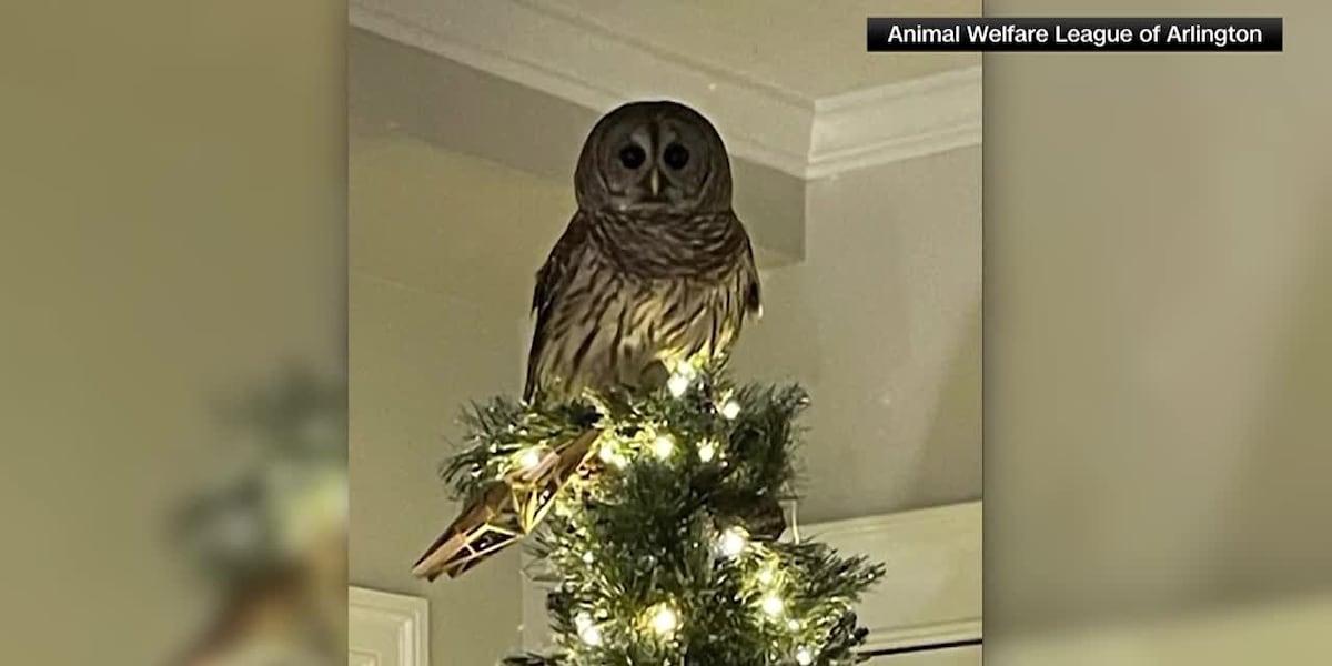 owl on tree